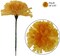 5" Gold Carnation Picks - Box of 200, 3.5" Blooms, Event Decor - Perfect for Weddings, Crafts - Luxurious Year-Round Appeal, Floral Home by Artificial Flowers